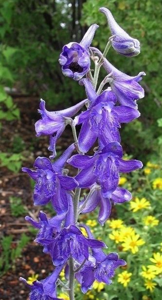 Delphinium Species, Clark Valley Larkspur, Towering Delphinium, Towering Larkspur