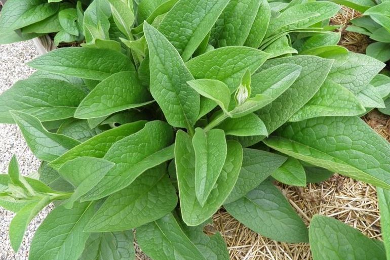 Russian Comfrey Bocking 14