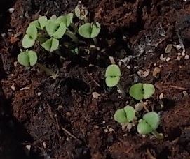 Ocimum, Basil, Sweet Basil Summerlong