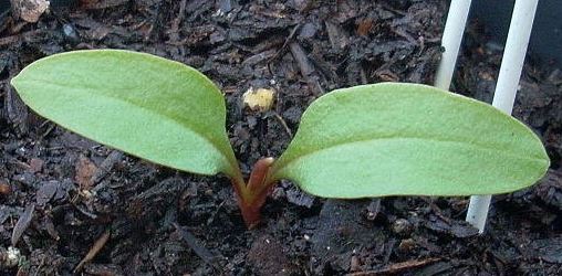 Korean Pokeweed, Pokeberry