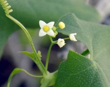 Echinopepon Species, Desert Starvine