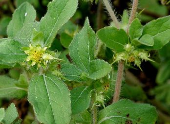 Acanthospermum Species, Bristly Starbur, Carapichno, Goat’s Head, Hispid Starburr