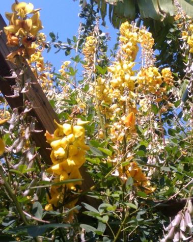Crotalaria Species, Longbeak Rattlebox