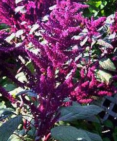 Amaranthus, Princes Feather, Prince-of-Wales Feather, Purple Amaranth Giant Purple