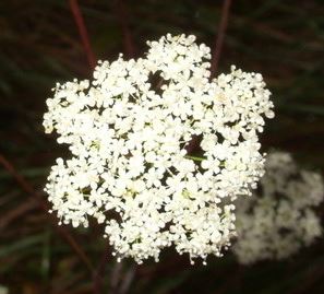 Pimpinella, Burnet-saxifrage