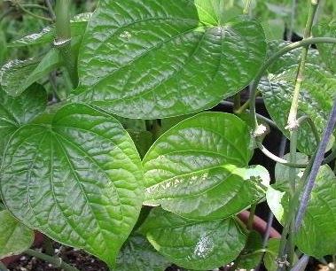 Piper Species, Wild Betel Leaf, Wild Pepper