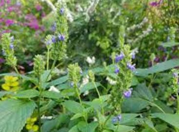 Salvia Species, Chia Sage, Mexican Chia