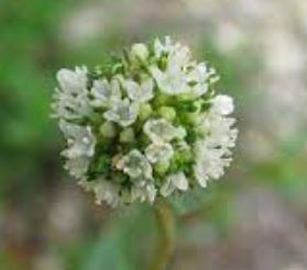 Everglades Keys false buttonweed