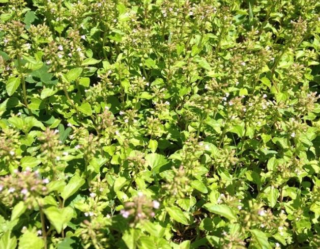Clinopodium Species, Slender Wild Basil