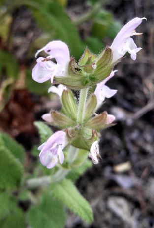 Salvia Species, Sardinian Sage