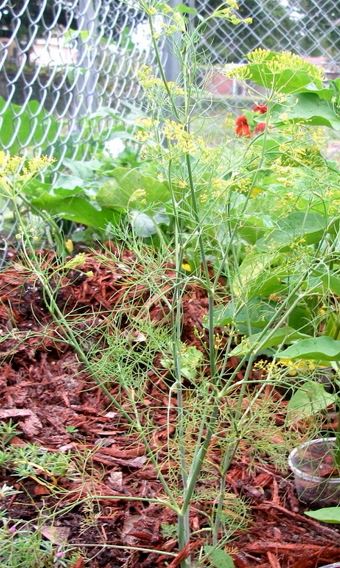 Dill Thai