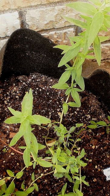 Southern Mountain Mint
