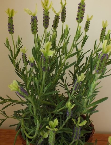Lavandula, French Lavender, Spanish Lavender Pat Leigh