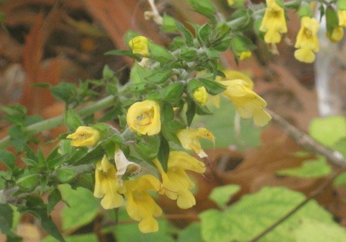 Salvia Species, Formosan Sage, Woodland Sage
