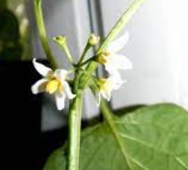 African Nightshade Yellow-anthered variety