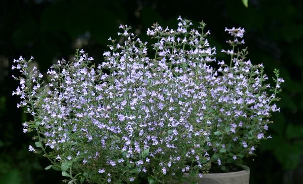 Clinopodium, Lesser Calamint Marvelette Blue