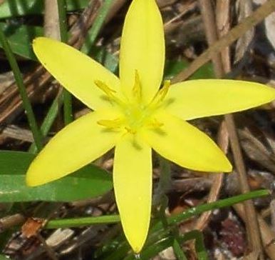 Hypoxis Species, Fringed Yellow Star-Grass, Grassleaf Yellow Star Grass