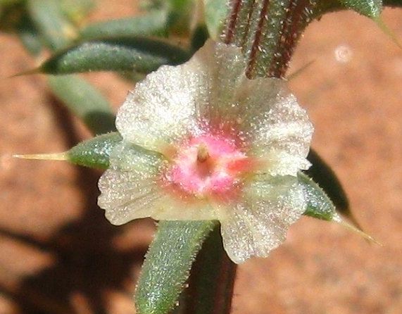 Barbwire Russian Thistle, Tumbleweed