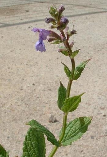 Nepeta Species, Greek Catmint