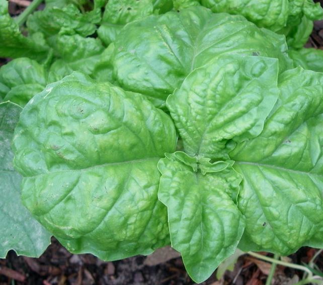 Ocimum, Basil, Sweet Basil Salad Leaf