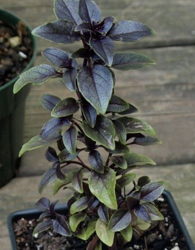 Ocimum, Dwarf Purple Basil Well Sweep Purple Miniature