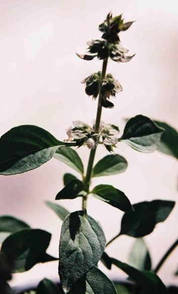 Ocimum, Thai Lemon Basil Maenglak