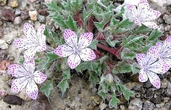 Langloisia Species, Bristly Calico, Great Basin Langloisia, Lilac Sunbonnet