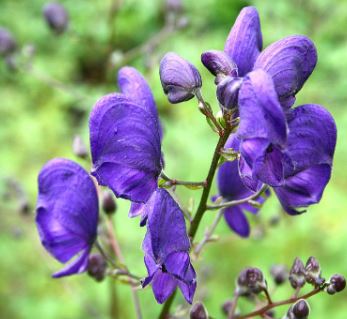 Aconitum Species, Wolfsbane