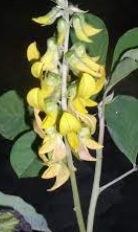 Crotalaria Species, Smooth Crotalaria, Streaked Rattlepod