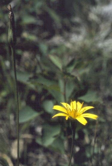 Nodding Scorzonella, Nodding Microseris, Yam Daisy