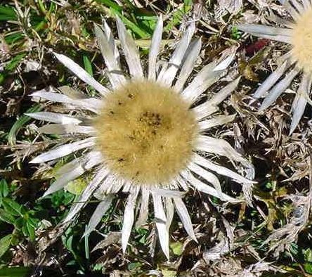 Carlina Species, Carline Thistle, Stemless Caroline