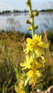 Fragrant Agrimony, Cocklebur