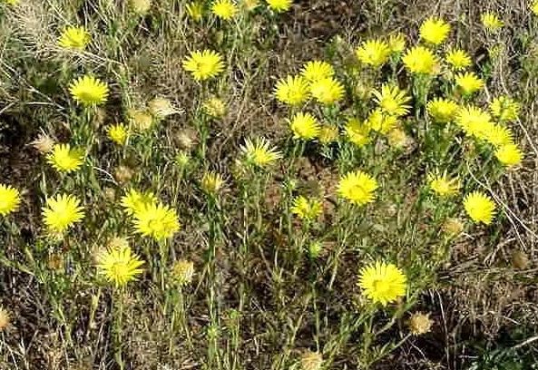 Xanthisma Species, Sleepy Daisy, Texas Sleepydaisy