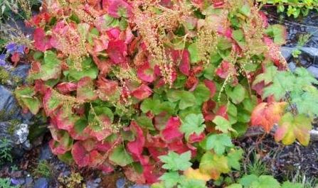 Mountain Sorrel, Sheep Sorrel
