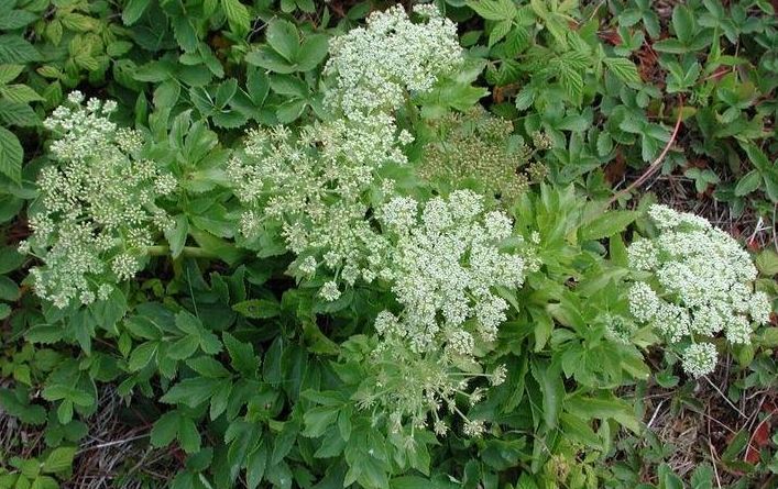Angelica Species, Seacoast Angelica, Sea-Watch, Wild Celery