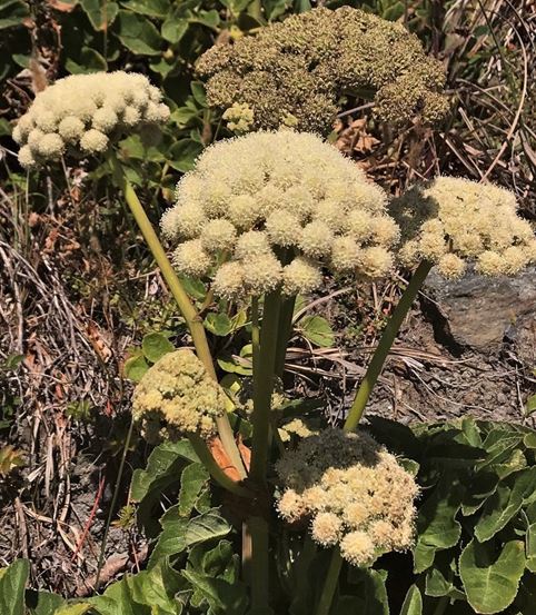 Angelica Species, Coast Angelica, Hendersons Angelica, Seaside Angelica