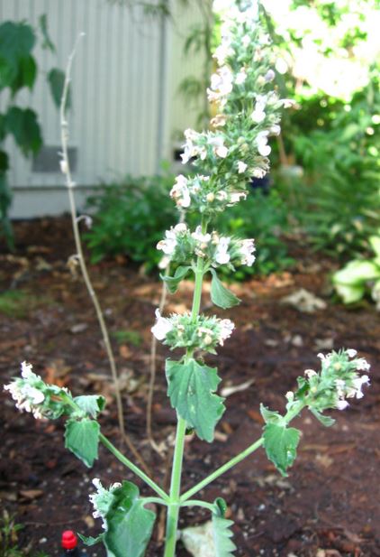 Agastache Species, Smallleaf Giant Hyssop, Horsemint