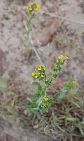 Tarweed fiddleneck