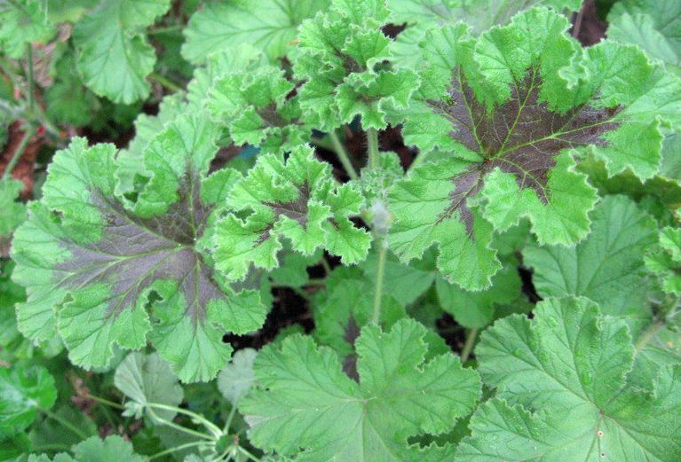 Scented Geranium Chicago Rose