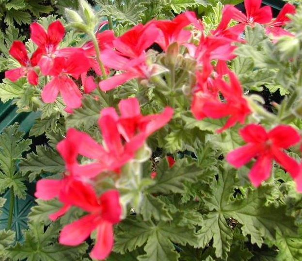 Scented Geranium Mrs. G. Taylor