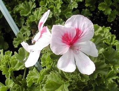 Scented Geranium Spring Park