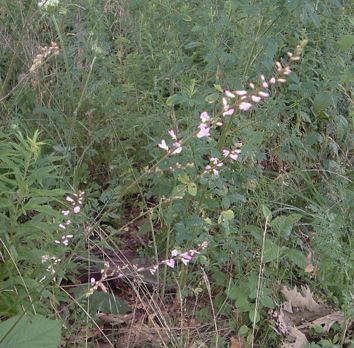 Desmodium Species, Pointed-Leaf Tick Trefoil