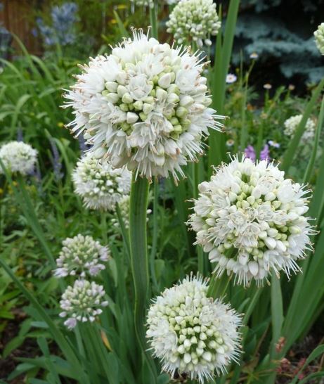 Allium Species, Siberian Chives, Blue Chives