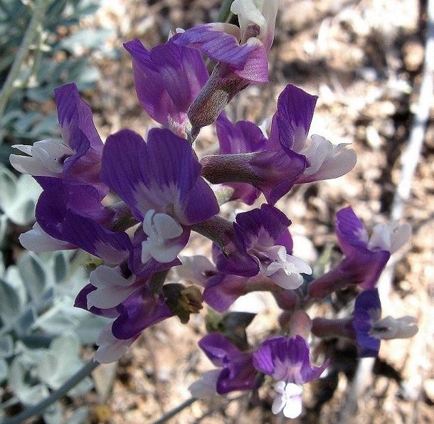 Astragalus Species, Torreys Milkvetch
