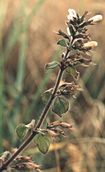 Clinopodium Species, Woodland Calamint