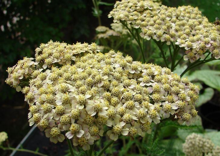 Achillea, Yarrow, Milfoil, Soldiers Woundwort, Staunchweed Hoffnung