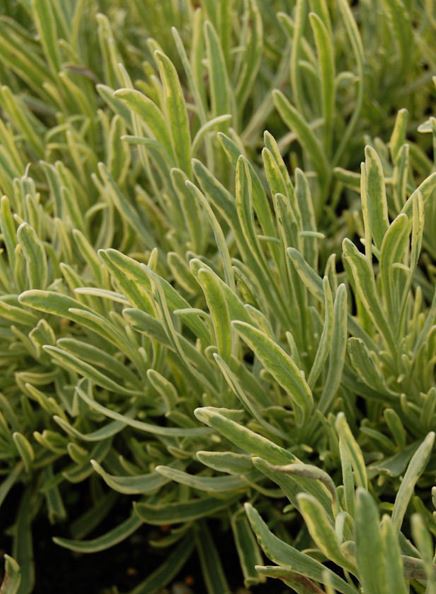 Lavandula, Lavandin, Lavender Goldberg