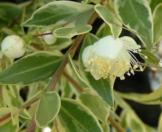 Myrtus, Dwarf Sweet Myrtle. Variegata