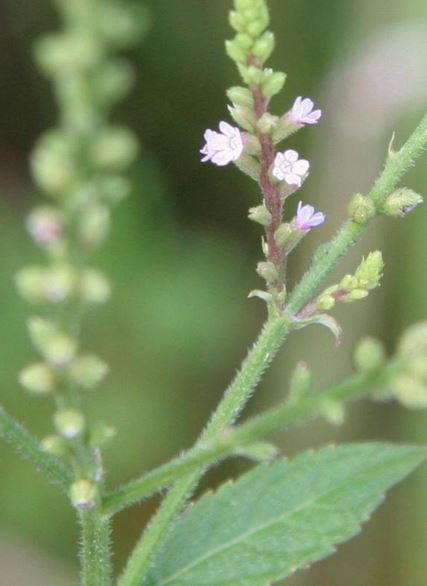 Verbena Species, Rough Vervain, Sandpaper Vervain