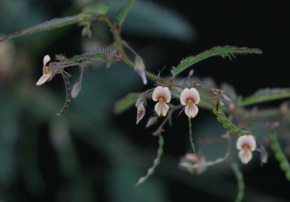 Aeschynomene Species, Shyleaf Jointvetch, Shyleaf